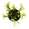 Plante tubulaire - Sarracenia "Eva" - Plante carnivore - Voir les images du produit 3
