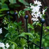 Jardin Support de plantes en métal de haute qualité pour Voir les images du produit 8