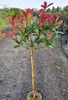 Photinia xfraseri 'red Robin' Lokvica európska štandardná Náhľad obrázku produktu 2