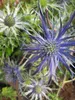 Eryngium planum Blaukappe  - Kleiner Mannstreu Blaukappe Produktbild-Vorschau 2