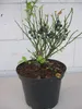 Vaccinium myrtillus - Heimische Blaubeere - Wilde Blaubeere Produktbild-Vorschau 3