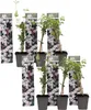 Jasmin - 6 Stk - Jasminum 'Officinale'  - Höhe 25-40cm - Produktbild-Vorschau 1
