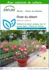 SAFLAX  - Rose du désert - 8 graines - Avec substrat - Voir les images du produit 1