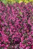 Weigelie Victoria 40-60 cm, im Topf - Weigela florida Produktbild-Vorschau 5