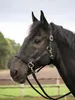 Halfter RIDING, Farbe:schwarz, Groesse:WB Produktbild-Vorschau 5
