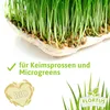 Roggen |  Getreidesamen von FLORTUS, Menge:150 g Produktbild-Vorschau 3