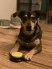 Purlov Sprechende Buttons für Hunde – Interaktives Produktbild-Vorschau 4