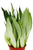 Sansevieria trifasciata "Moonshine" silberner Bogenhanf Produktbild-Vorschau 2