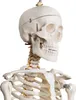 Jago® Menschliches Anatomie Skelett 181.5 cm - inkl. Produktbild-Vorschau 8