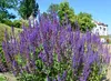 Stauden Gänge 1 x Salvia nemorosa 'Ostfriesland' im 1 Liter Produktbild-Vorschau 6