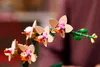 Mała orchidea Podgląd zdjęcia produktu 14
