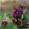 Planten van Frank | Set van 3 kerstrozen (mix) | Helleborus Productafbeelding-voorbeeld 3