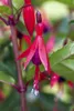 Fuchsia magellanica 'M.Popple', Fuchsie, rot-violett, ca. Produktbild-Vorschau 1