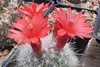 SAFLAX - Kakteen - Mammilaria Mischung - 40 Samen - Produktbild-Vorschau 7