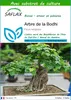 SAFLAX  - Arbre de la Bodhi - 100 graines - Avec substrat - Voir les images du produit 1