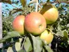 Apples growing on a tree branch. Produktbild-Vorschau