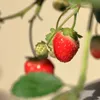 Erdbeeren Samen (Fragaria) - Nährstoffreiche Erdbeer Samen Produktbild-Vorschau 4