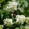 Goldliguster - Ligustrum ovalifolium Aureum 2-3 Liter Produktbild-Vorschau 3