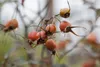 Rosa glauca, Rotblattrose, 40–60 cm Produktbild-Vorschau 2