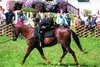 Voltigiergurt Cheval Vollblut mit runden Griffen und 2 Produktbild-Vorschau 7