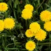 Löwenzahn Kultivierter Samen - Taraxacum officinale - Produktbild-Vorschau 5