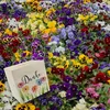 Blumen Spardose aus Holz mit Spruch Danke Produktbild-Vorschau 6