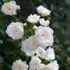 Záhradná ruža Rosa White Fairy, sada 3 ks - mrazuvzdorná, Náhľad obrázku produktu 1