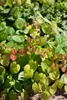 Epimedium x cult.'Amber Queen', Elfenblume, Produktbild-Vorschau 2