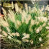 Stauden Gänge 1 x Pennisetum alopecuroides 'Little Honey' Produktbild-Vorschau 1