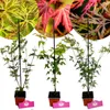 A collage of three potted Japanese maple saplings, with close-ups of their leaves in different colors at the top. Náhľad obrázku produktu