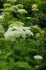 Hydrangea arborescens Annabelle 30 cm – Ballhortensie, Produktbild-Vorschau 1