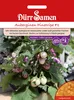 Aubergine Pinstripe F1 | Auberginensamen von Dürr Samen Produktbild-Vorschau 3