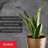 Vaso da fiori in plastica KADAX "Amily", vaso con piattino. Anteprima dell’immagine prodotto 7