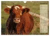 Glückliche Kühe (Wandkalender 2027 DIN A4 quer), CALVENDO Produktbild-Vorschau 7