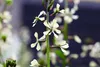 SAFLAX Garden in the bag - BIO - Wilder Ruccola - Produktbild-Vorschau 6