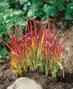 Imperata cylindrica 'Red Baron', Japanisches Blutgras, ca. Produktbild-Vorschau 11
