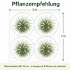 Stauden Gänge 1 x Pennisetum alopecuroides im 1 Liter Topf Produktbild-Vorschau 10