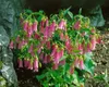 Campanula punctata 'Elizabeth', Glockenblume, rosa, ca. Produktbild-Vorschau 3