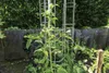 Bellissa Tomatenturm 120cm 120 cm hoch Produktbild-Vorschau 2