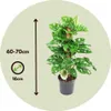 Fensterblatt - Monstera adansonii 'Monkey Mask' - Höhe Produktbild-Vorschau 2