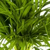 Goldfruchtpalme - Dypsis lutescens - Areca - Solitärpflanze Produktbild-Vorschau 4