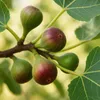 Ficus carica "Little Miss Figgy" - Figue à fruits rouges - Voir les images du produit 5