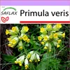 SAFLAX - pasienka - Primula veris - 100 Semená Náhľad obrázku produktu 5