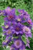 Clematis Hybride 'Multi Blue', Clematis, blau, 80–100 cm Produktbild-Vorschau 12