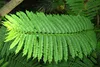 SAFLAX - jacaranda - Jacaranda mimosifolia - 50 Semená - S Náhľad obrázku produktu 6