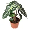 Pfeilblatt - Alocasia 'Polly' - Höhe ca. 25 cm, Topf-Ø 12 Produktbild-Vorschau 5