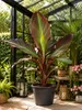 Rote Zierbanane (Ensete ventricosum 'Maurelii') 40–60 cm – Produktbild-Vorschau 1