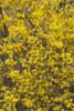 Forsythia 'Lynwood', Goldglöckchen, leuchtend gelb, 60–80 Produktbild-Vorschau 2