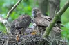 Storchenkorb - Nistkorb aus Weidegeflecht für Greifvögel Produktbild-Vorschau 6