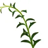 Senecio peregrinus - delfín rastlina - delfín náhrdelník - Náhľad obrázku produktu 2
